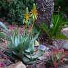 Aloe microstigma is a very attractive and relatively common South African species with lots of speck