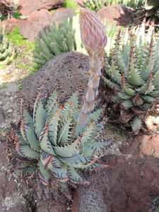 Aloe erinacea is a small, clustering, slow-growing succulent from southern Namibia with rounded, bal