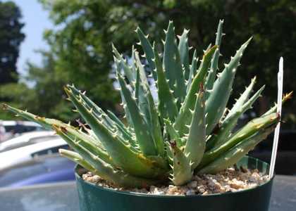 Aloe longistyla is a small South African, dwarf, aloe that suckers with time to form a group of 6 to