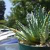 Aloe longistyla is a small South African, dwarf, aloe that suckers with time to form a group of 6 to