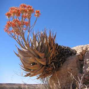 Native to Namibia, Aloe hereroensis is an attractive 'medium-small' glaucous, pale blue-green aloe, 