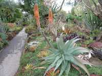 Aloes used as garden accent plant