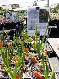 Easy, lovely in the garden and smaller than most Aloes. Aloe cooperi is a hardy grass aloe from S Af