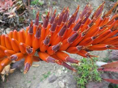 Aloe mawii is native to Malawi, Mozambique, and southern Tanzania and one of the shorter, almost shr