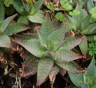 Aloe maculata is a stemless aloe, that reaches 18 inches (45 cm) tall and 2 feet (60 cm) wide that c