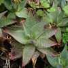 Aloe maculata is a stemless aloe, that reaches 18 inches (45 cm) tall and 2 feet (60 cm) wide that c