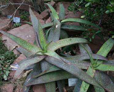 Aloe buhrii (Elias Buhr's Aloe) is a wonderful landscape plant from South Africa with toothless, sof