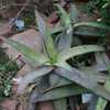Aloe buhrii (Elias Buhr's Aloe) is a wonderful landscape plant from South Africa with toothless, sof