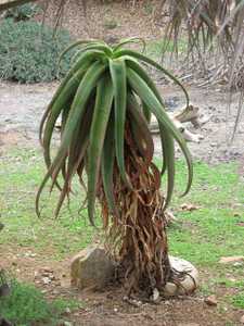 Perhaps the most handsome Aloe, this solitary, non-branching Madagascan tree aloe is set apart prima