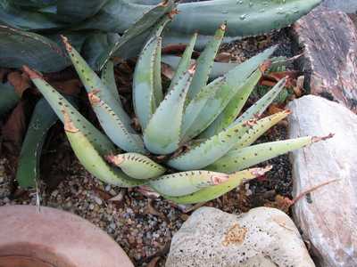 Widely distributed in desert regions of southern Africa, this mid-sized, stemless, clustering Aloe i