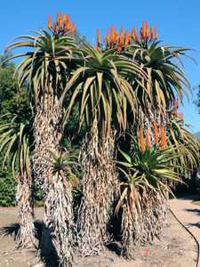 Aloe thraskii is wonderful feature plant that is tall and robust, with enormous olive green leaves t