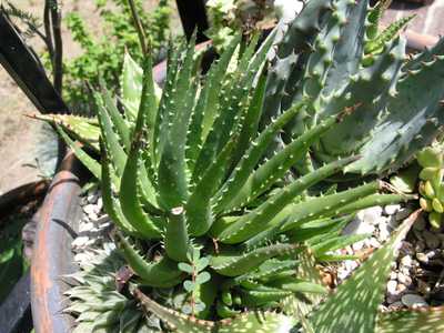 Aloe crosby's prolific is a relatively common and well-loved hybrid miniature, which is an agressive