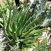 Aloe crosby's prolific is a relatively common and well-loved hybrid miniature, which is an agressive