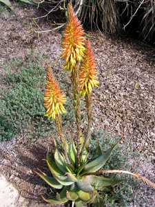 Aloe microstigma is a very attractive and relatively common South African species with lots of speck