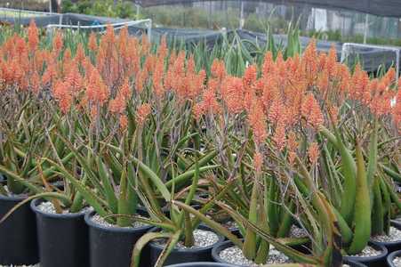 Aloe camperi, commonly known as Popcorn Aloe is one of the few that has verdant green leaves. This u