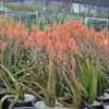 Aloe camperi, commonly known as Popcorn Aloe is one of the few that has verdant green leaves. This u