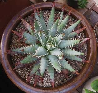 Aloe erinacea is a small, clustering, slow-growing succulent from southern Namibia with rounded, bal