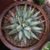 Aloe erinacea is a small, clustering, slow-growing succulent from southern Namibia with rounded, bal