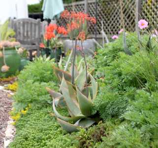 Aloe striata, with the common name 'Coral Aloe', is a small, stemless South African Aloe species. Al