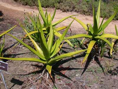 Aloe rivierei is from Yemen and Saudi Arabia, where it grows primarily on rocky cliffs and slopes at