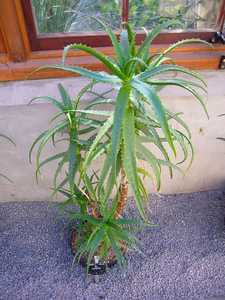 Aloe kedongensis is a medium-large sized, Kenyan aloe with bright green, narrow, toothy, somewhat re