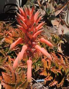 Aloe congolensis is a small clustering aloe to 6 to 8 inches tall with tight 5 inch wide rosettes on