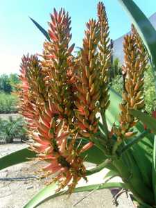 The moderately popular hybrid Aloe 'Goliath' is a tree-like aloe hybrid that grows 12+ feet tall wit