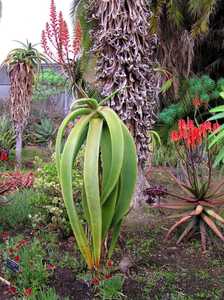 Aloe sabaea is a solitary tree aloe from Yemen, where it grows up to about 12 feet tall. This gracef