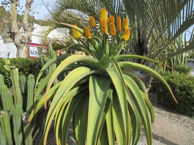 Aloe thraskii is wonderful feature plant that is tall and robust, with enormous olive green leaves t
