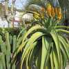 Aloe thraskii