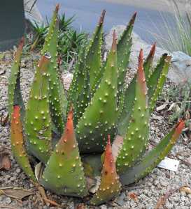 This perennial, stemless and generally solitary succulent native to Zimbabwe is a large and showy ou