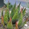 This perennial, stemless and generally solitary succulent native to Zimbabwe is a large and showy ou