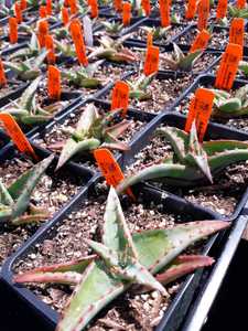 Aloe alooides, also known as graskop aloe, is a single-stemmed tree aloe from coastal South Africa. 