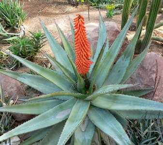 Aloe ferox (Cape Aloe) from South Africa is a tall, single-stemmed aloe, that can grow up to 10 feet