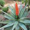 Aloe ferox (Cape Aloe) from South Africa is a tall, single-stemmed aloe, that can grow up to 10 feet