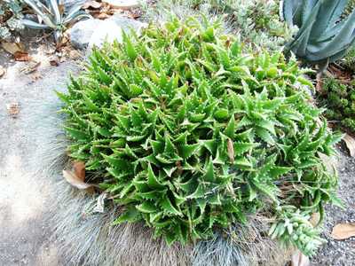 Aloe congolensis is a small clustering aloe to 6 to 8 inches tall with tight 5 inch wide rosettes on