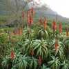 Prized for its colorful flowers and attractive foliage, Aloe arborescens is a very common, large clu