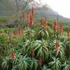 Aloe arborescens