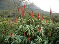 Aloe used as a garden fence