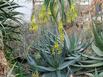 These Aloes hail from Saudi Arabia and Yemen and endure Arizona heat as well as Aloe vera. This is a