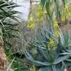 These Aloes hail from Saudi Arabia and Yemen and endure Arizona heat as well as Aloe vera. This is a