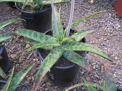 Aloe branddraaiensis from the Mpumalanga Province of South Africa is one of the more striking, spott