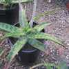 Aloe branddraaiensis from the Mpumalanga Province of South Africa is one of the more striking, spott