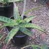 Aloe branddraaiensis