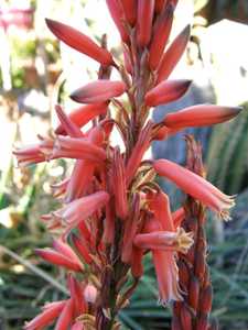 Aloe acutissima is an attractive aloe from Madagascar with interesting foliage colors and winter flo