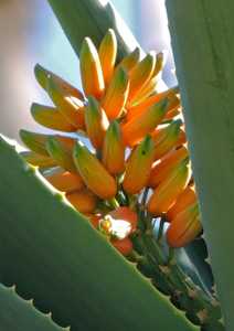 Originating from the coastal central Africa region and South Africa, Aloe Hercules is a hybrid tree 