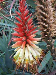 Aloe 'David Verity' is a robust, hybrid created by botanist and botanical garden manager David Verit