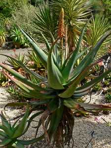 Aloe africana is a handsome aloe native to the Eastern Cape of South Africa which adapts to a wide r