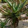 Aloe africana is a handsome aloe native to the Eastern Cape of South Africa which adapts to a wide r