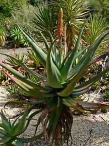 Aloe africana is a handsome aloe native to the Eastern Cape of South Africa which adapts to a wide r